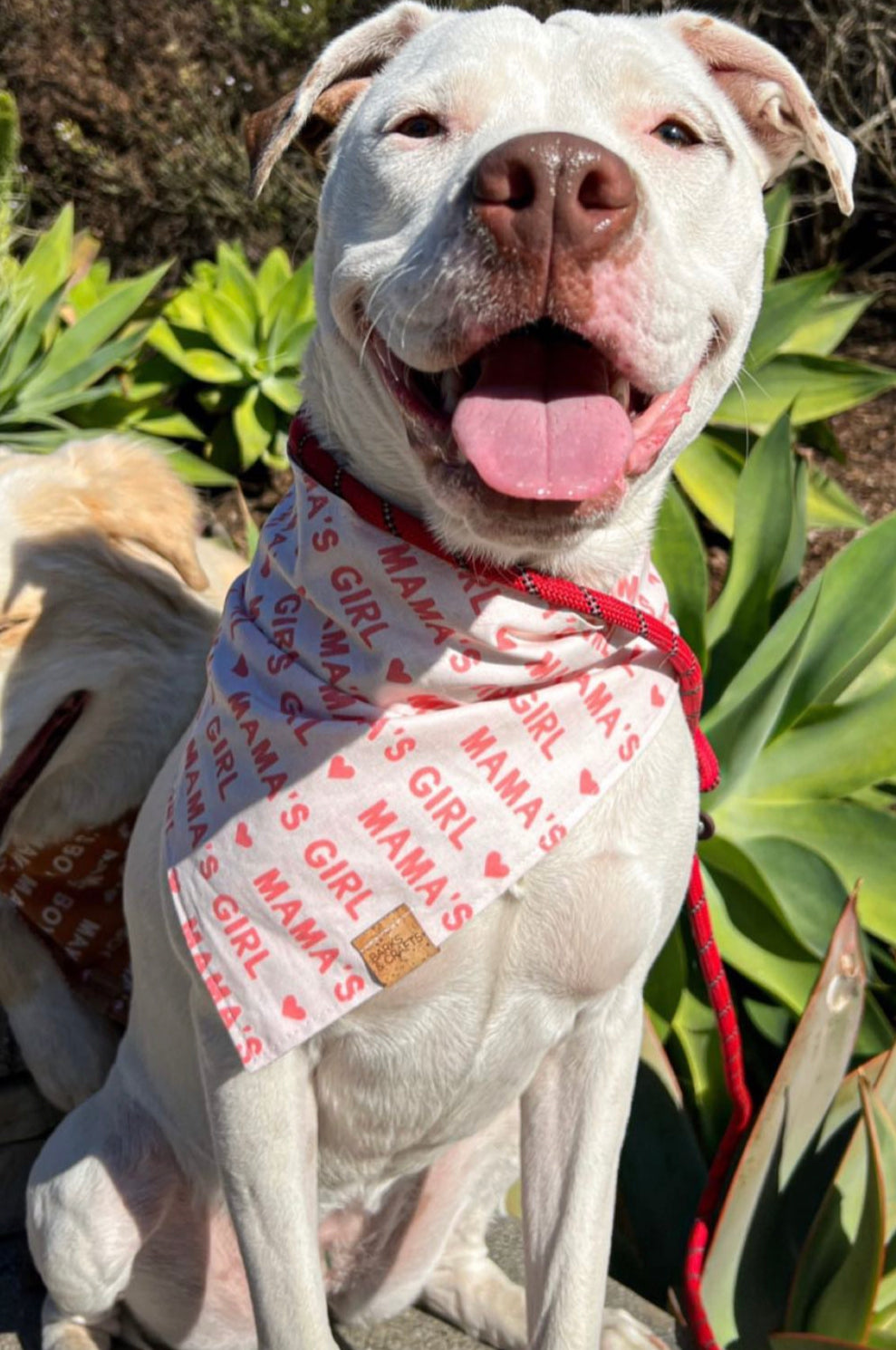 Girl dog hot sale collar bandana