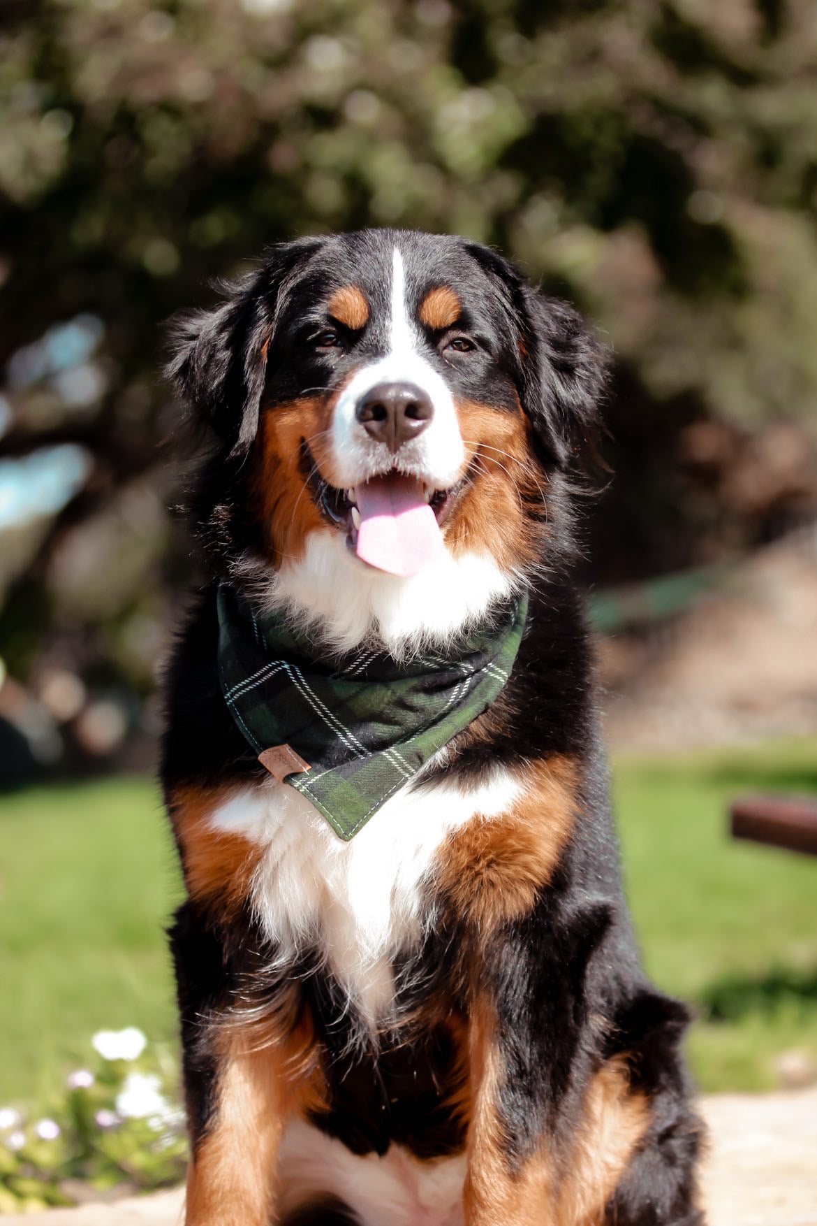 Evergreen Plaid Pet Bandana