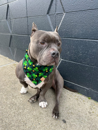 Clover Fields Pet Bandana