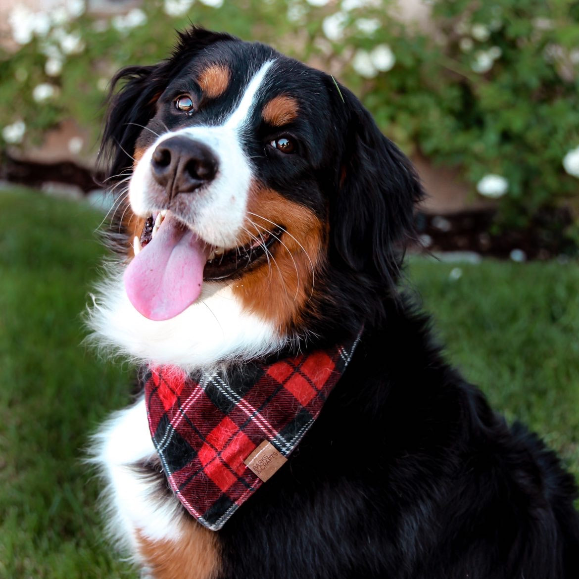 Pet clearance bandana collar