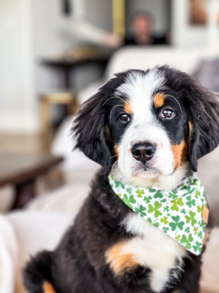 Bernese mountain 2024 dog bandana