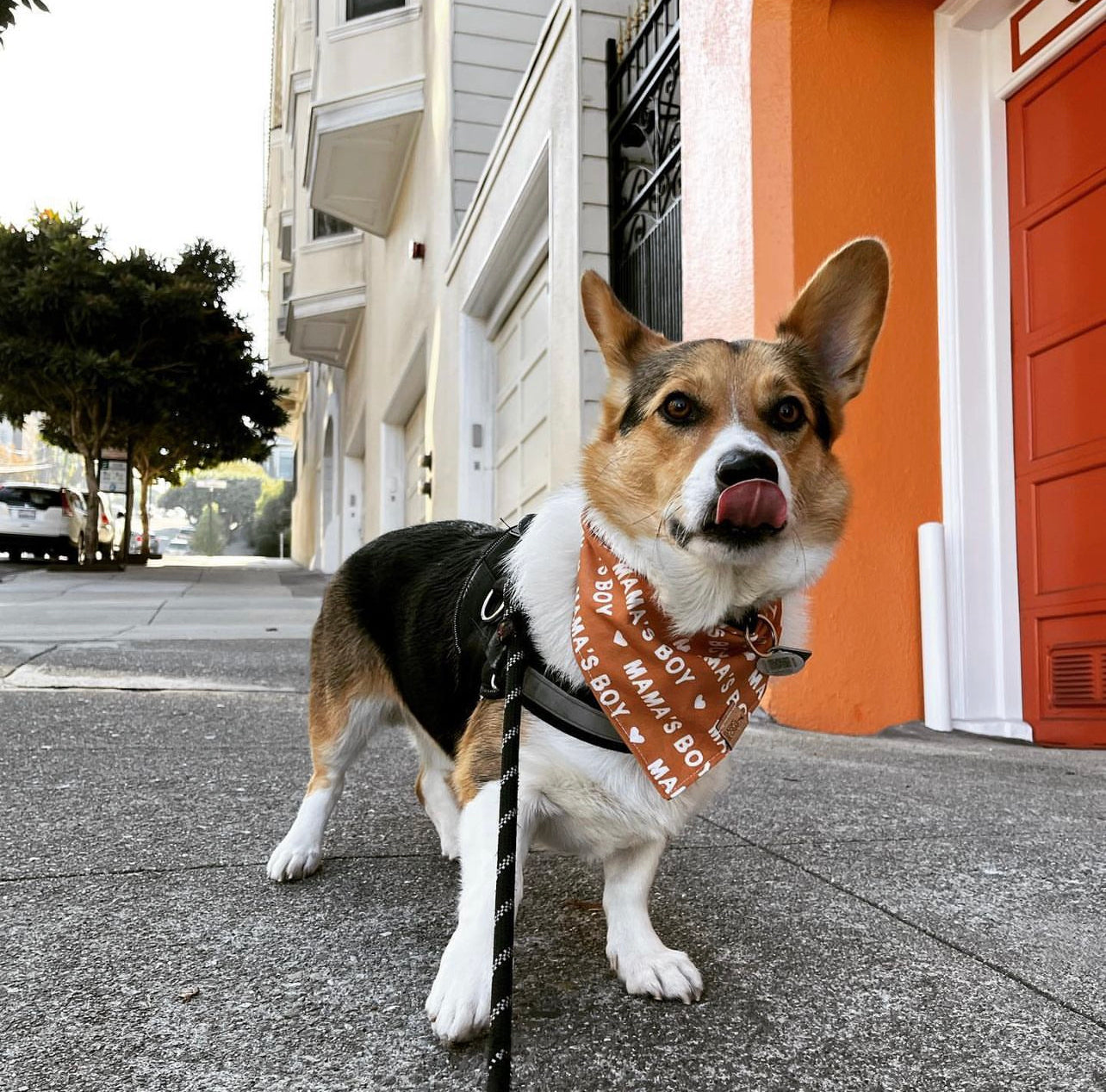 Mama's boy dog store bandana