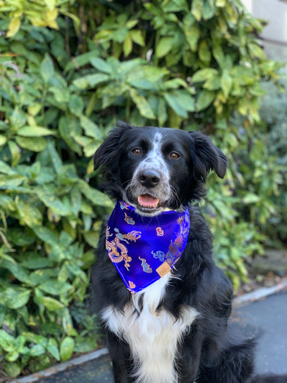 Blue Dragon Phoenix Pet Bandana