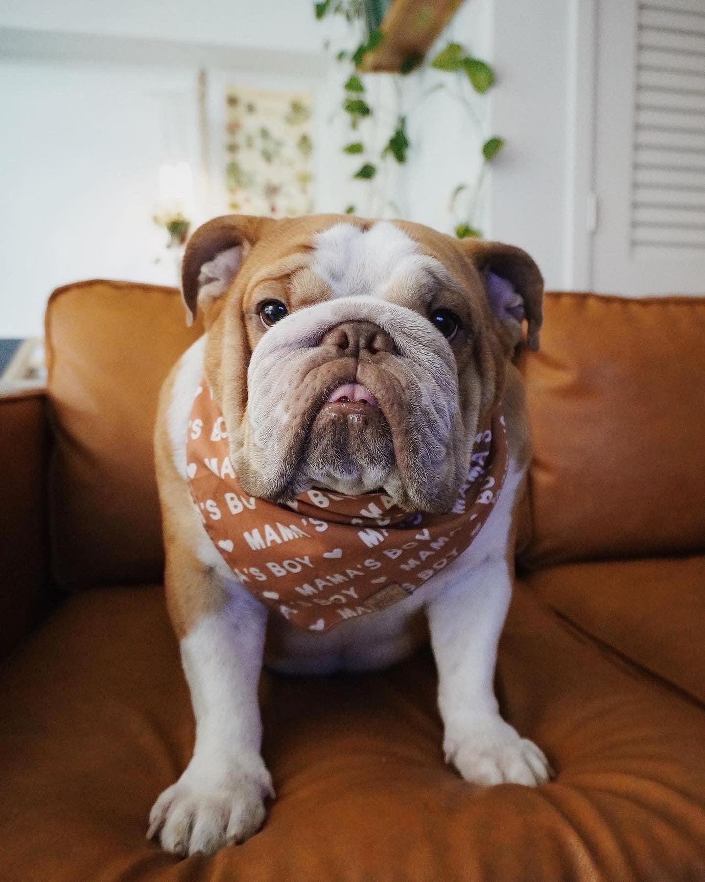 ENGLISH grigsby BULLDOG WITH BANDANA