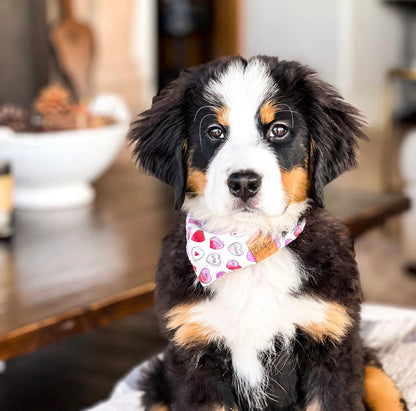 Sweet Talk Snap-On Pet Bandana