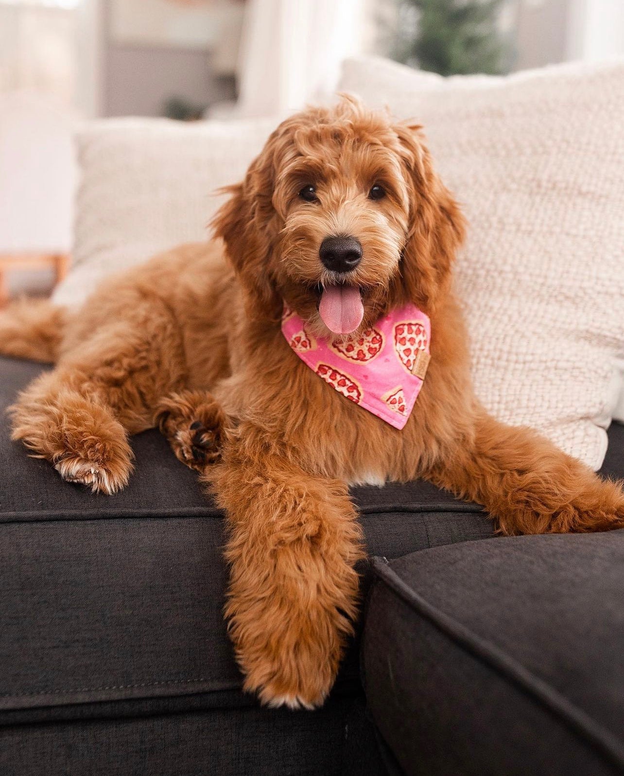 Pizza dog clearance bandana