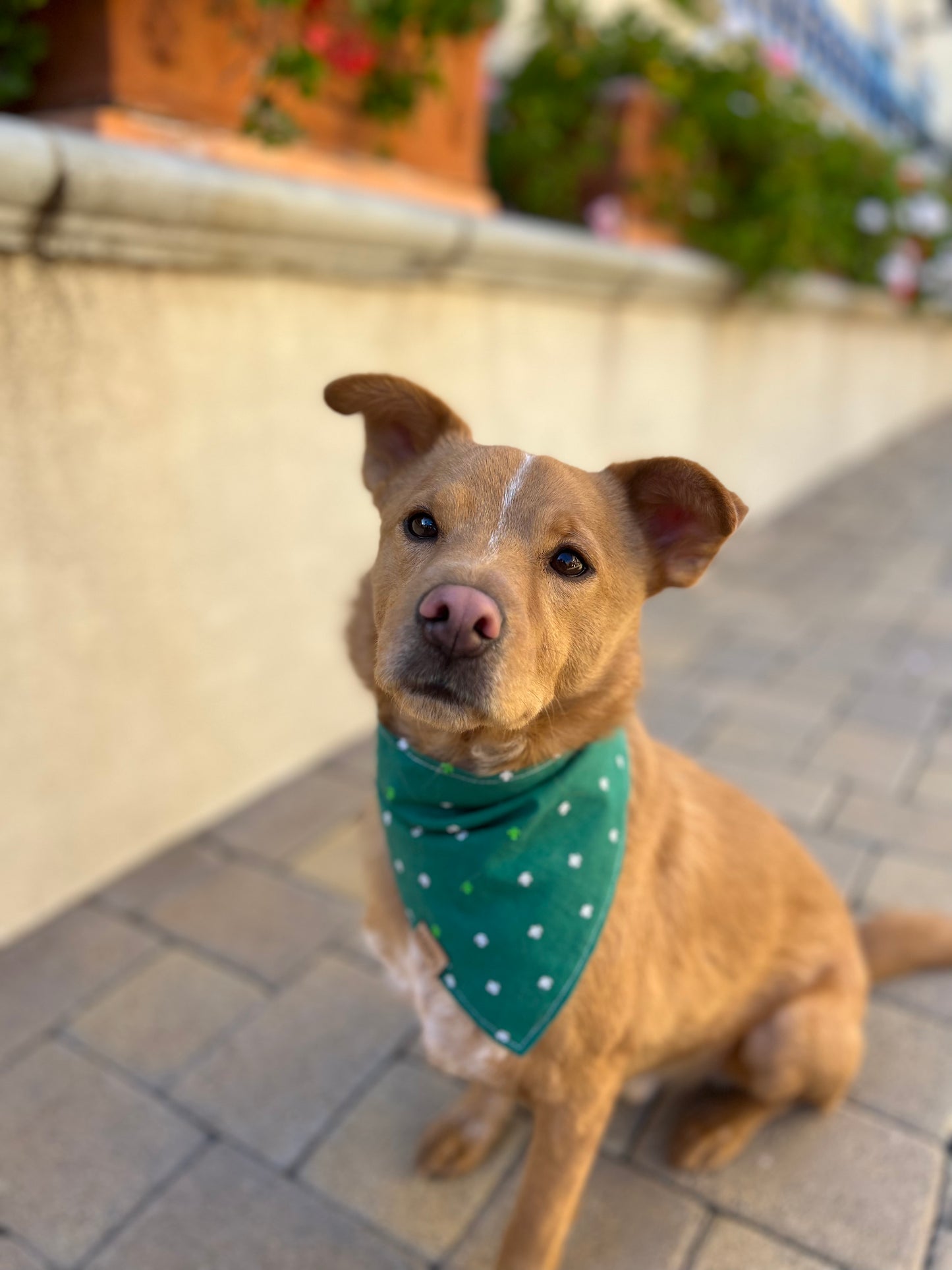 Embroidered Shamrock Pet Bandana