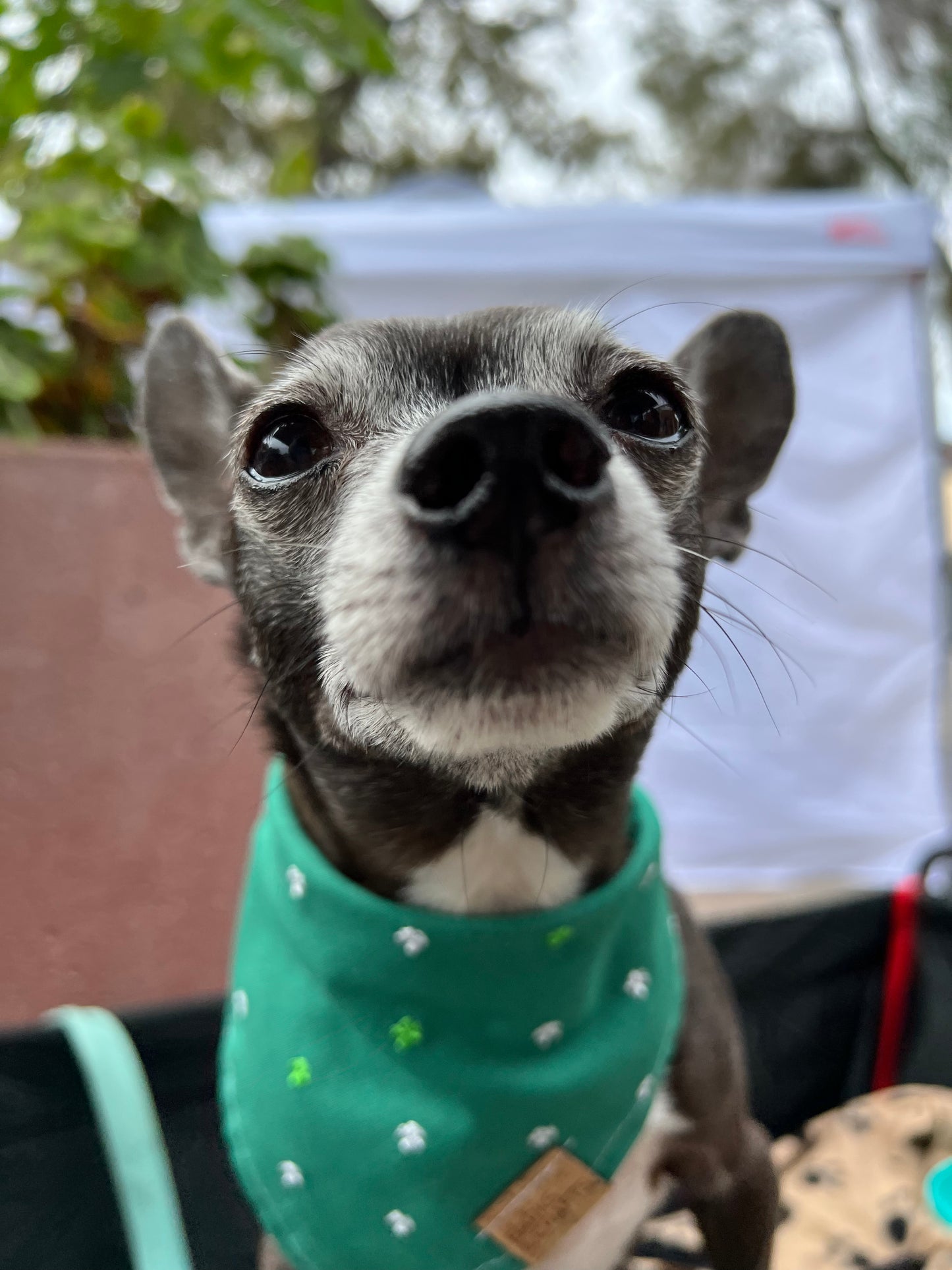 Embroidered Shamrock Pet Bandana