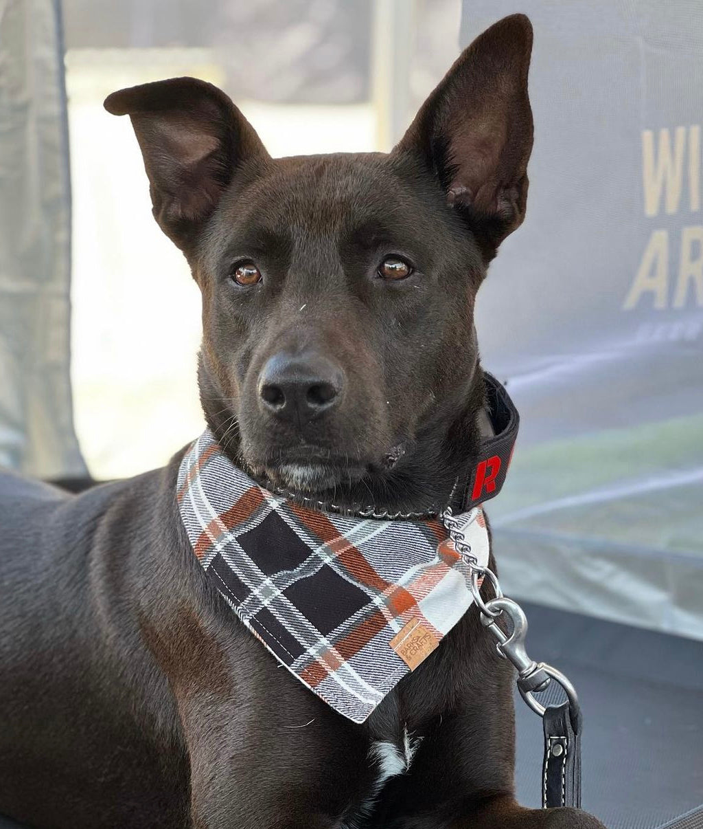 Flannel dog online bandana